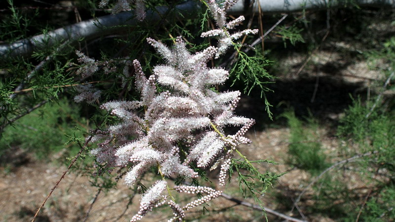 Ai margini 3 - Tamarix sp.